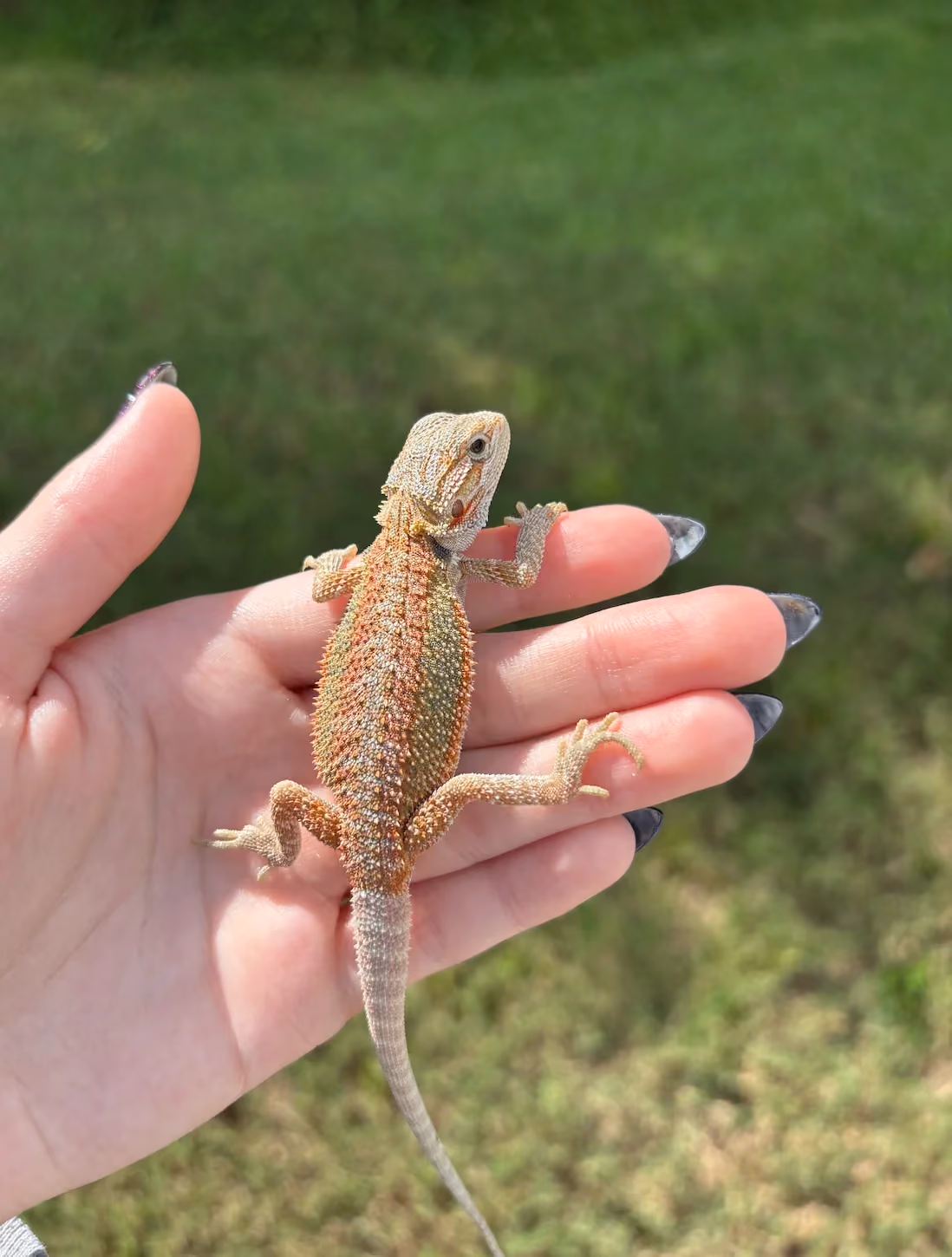 Hypo Trans Bearded Dragon being held outside