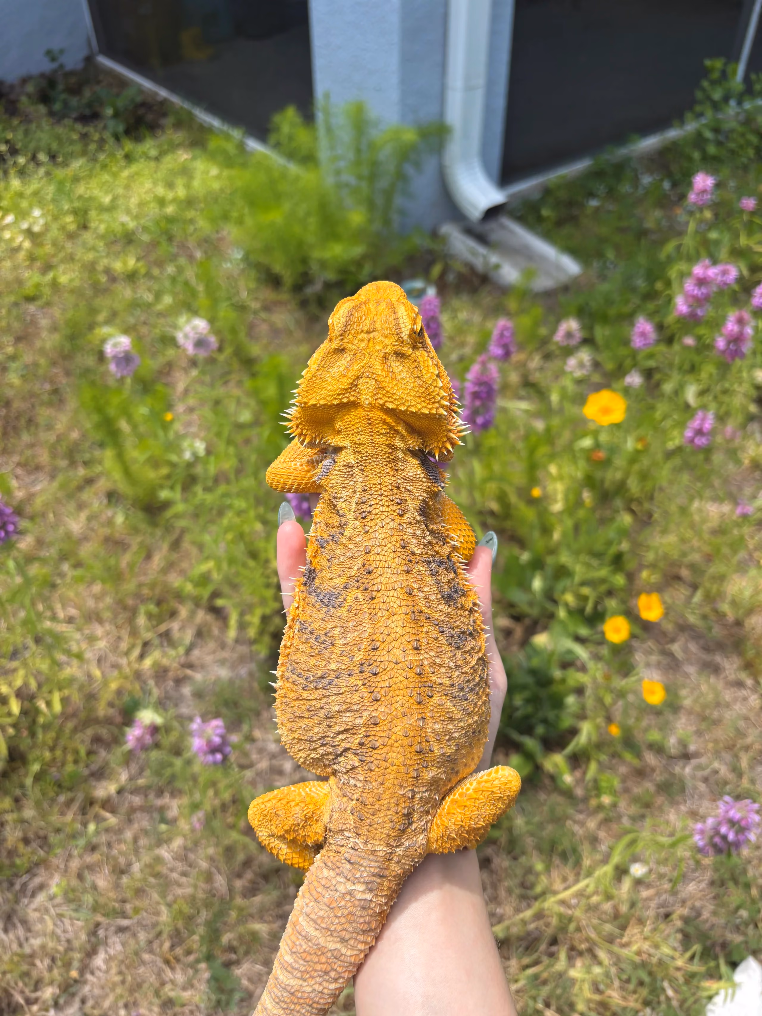 Bowtie outside
