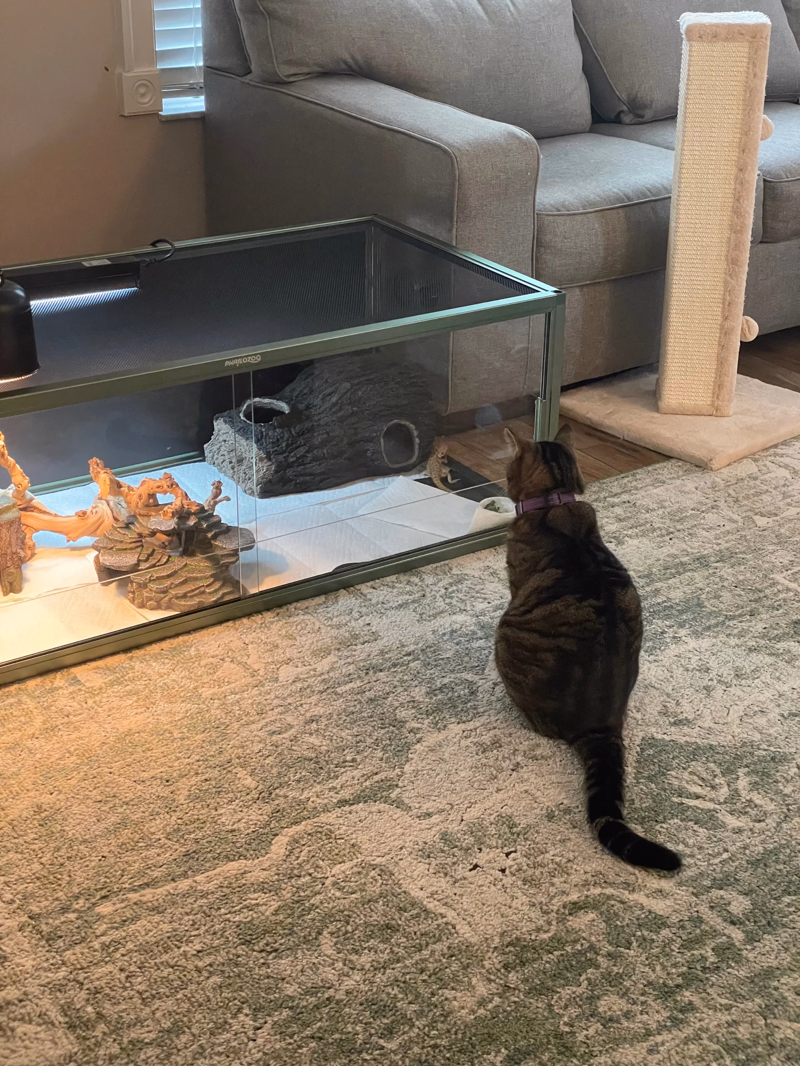 Murdock watching his new friend