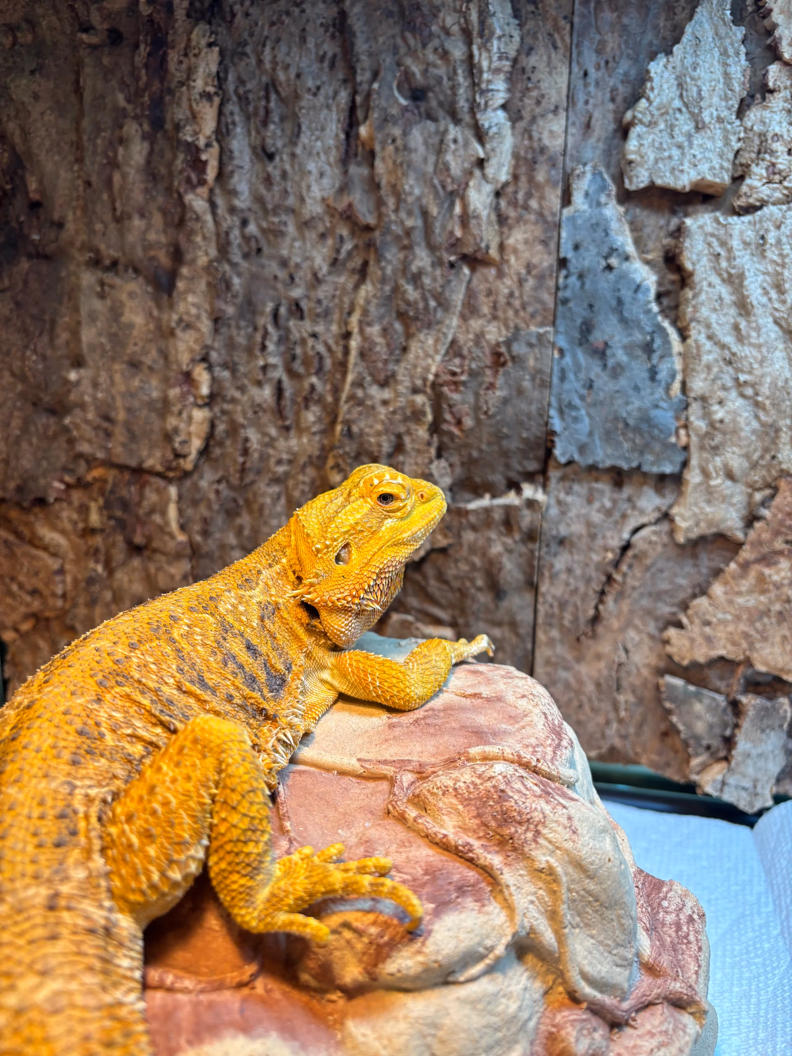 Bowtie on his rock