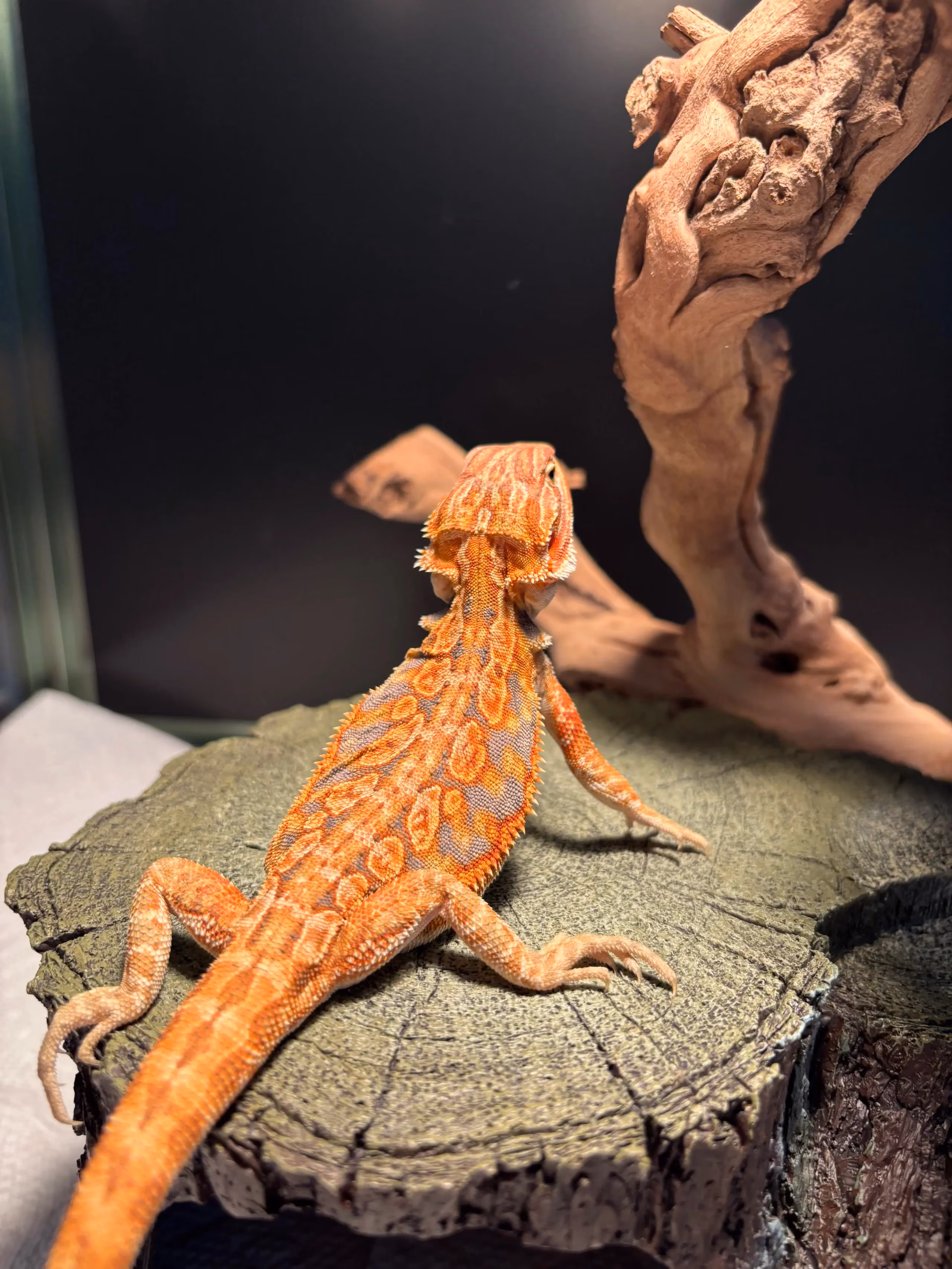 Hypo tangerine leatherback bearded dragon basking
