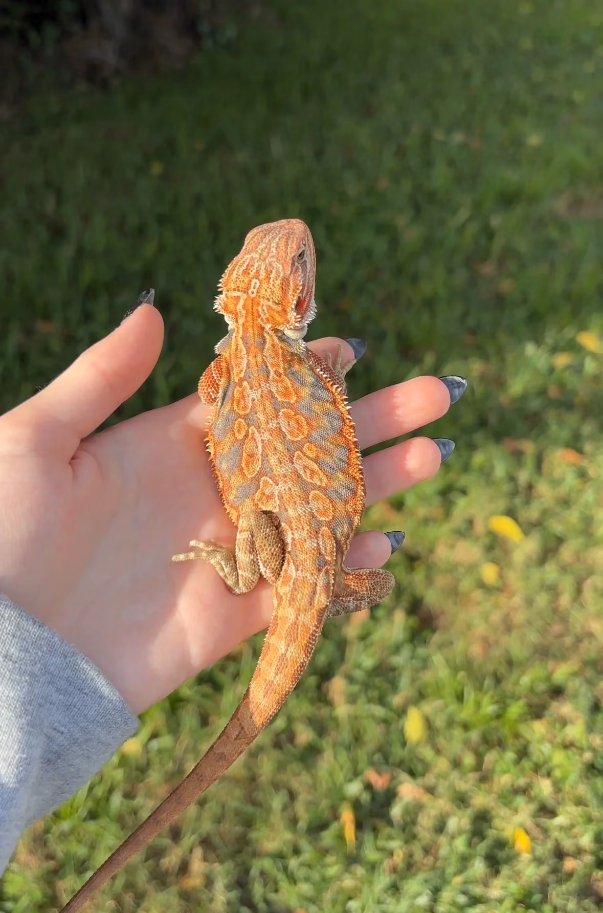 Hypo tangerine leatherback bearded dragon being held outside