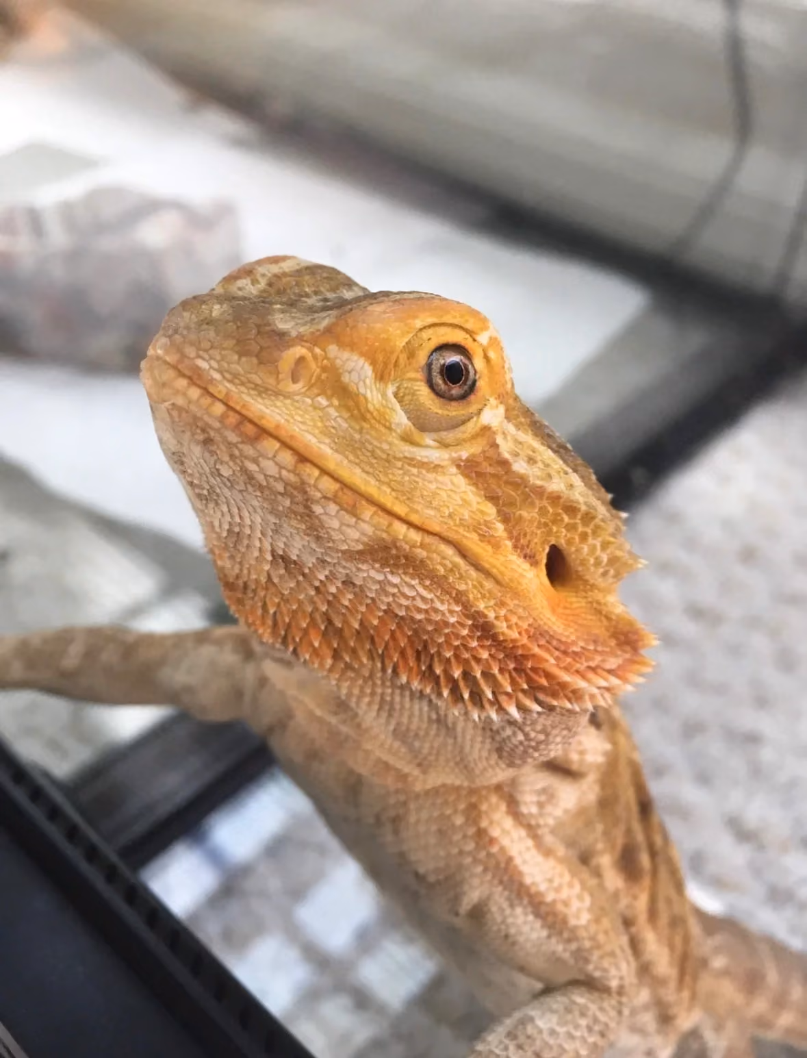 blizzard the bearded dragon asking to get out of her enclosure