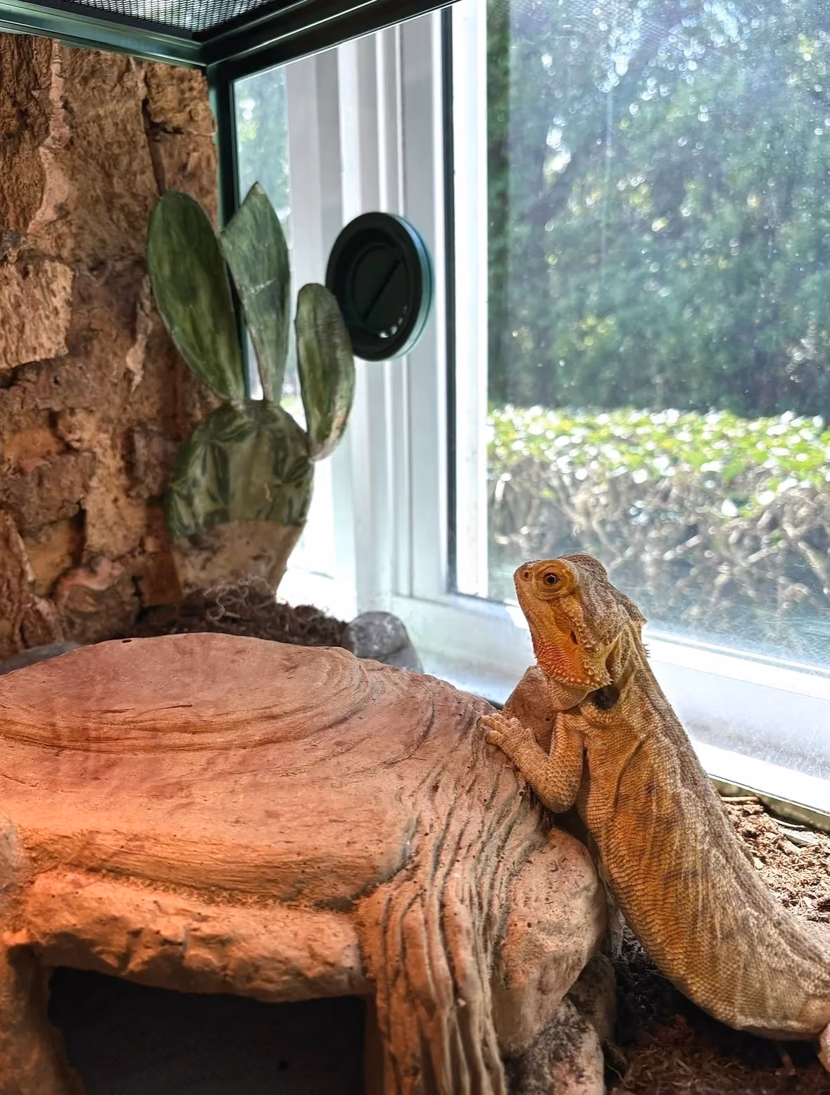 blizzard the lizard basking on her rock