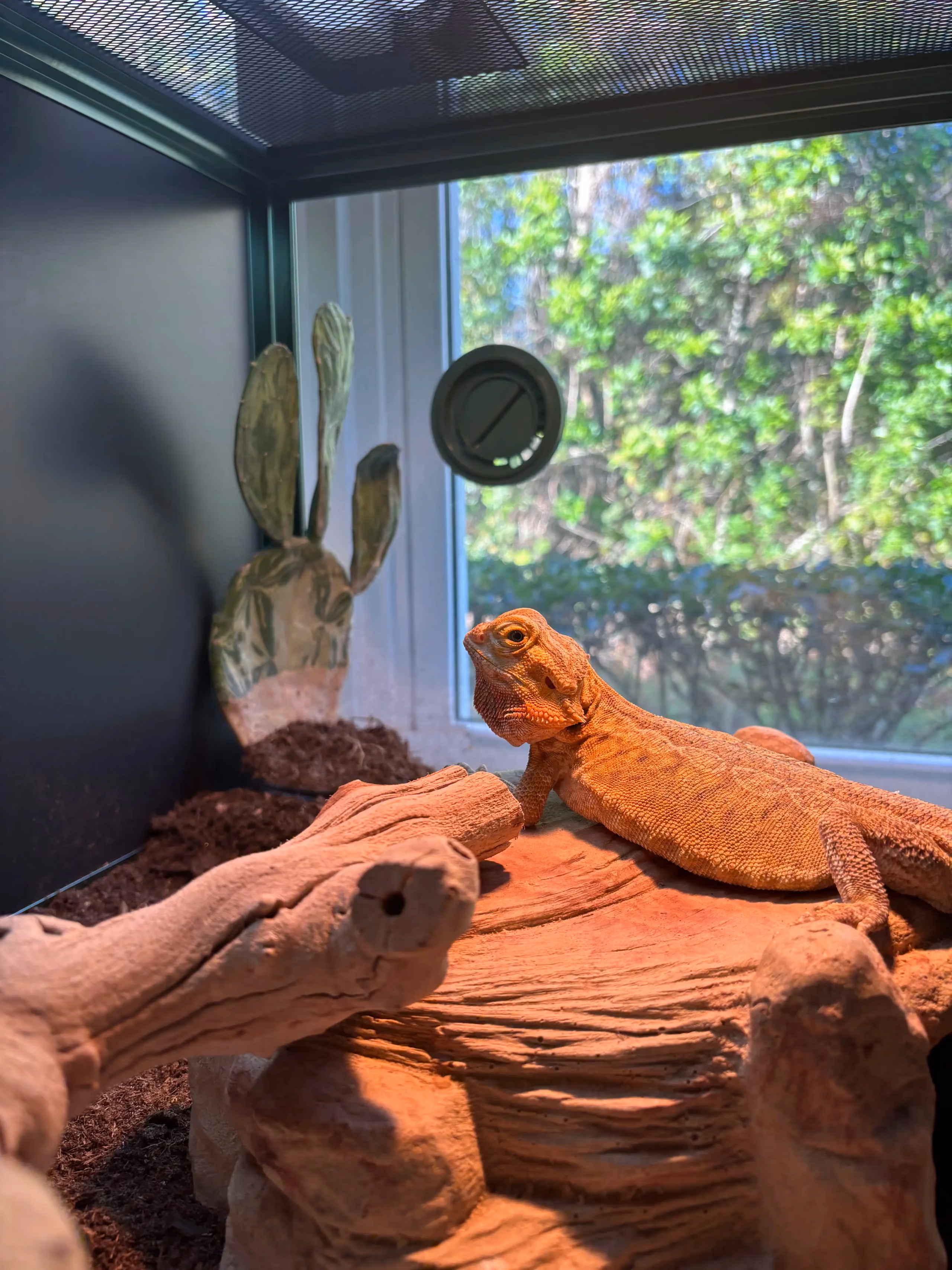 blizzard the bearded dragon with beard puffed out