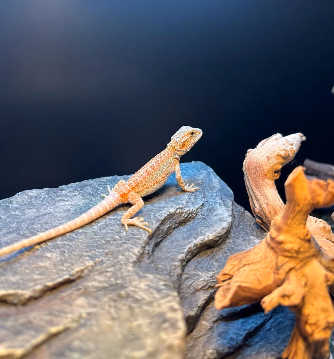 Hypo Trans Citrus Bearded Dragon on a basking platform