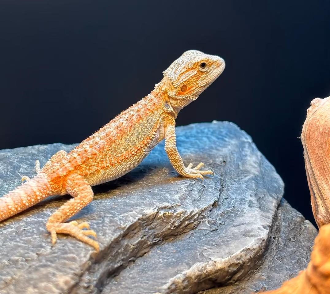 Hypo Trans Citrus bearded dragon basking on a rock